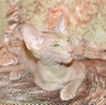 http://shimaya.ru/ru/?p=kittens&i=all