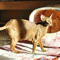 http://shimaya.ru/ru/?p=friendkittens