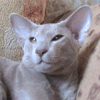 http://shimaya.ru/ru/?p=kittens&i=all