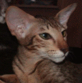 http://shimaya.ru/ru/?p=kittens&i=all