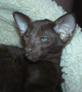 http://shimaya.ru/ru/?p=kittens&i=all