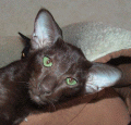 http://shimaya.ru/ru/?p=kittens&i=all