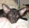 http://shimaya.ru/ru/?p=kittens&i=17