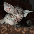 http://shimaya.ru/en/?p=kittens&i=16