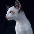 http://shimaya.ru/en/?p=kittens&i=15