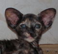 http://shimaya.ru/ru/?p=friendkittens