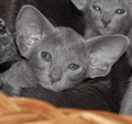 http://shimaya.ru/en./?p=kittens&i=all