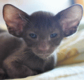http://shimaya.ru/ru?p=kittens&i=20