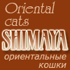    Shimaya